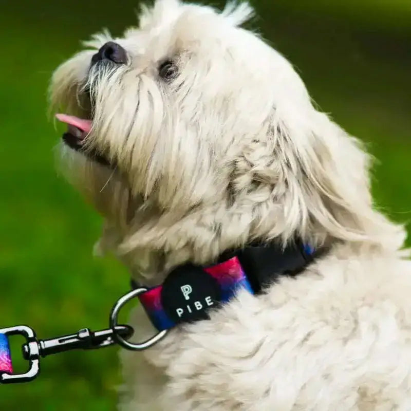 Pup Collar & Leash Vacation Beach Ocean Florida Spring Break