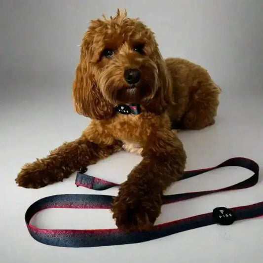 Pup Collar & Leash Vacation Beach Ocean Florida Spring Break